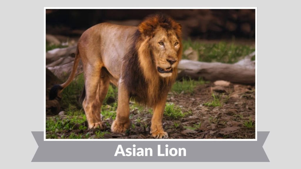Asian Lion