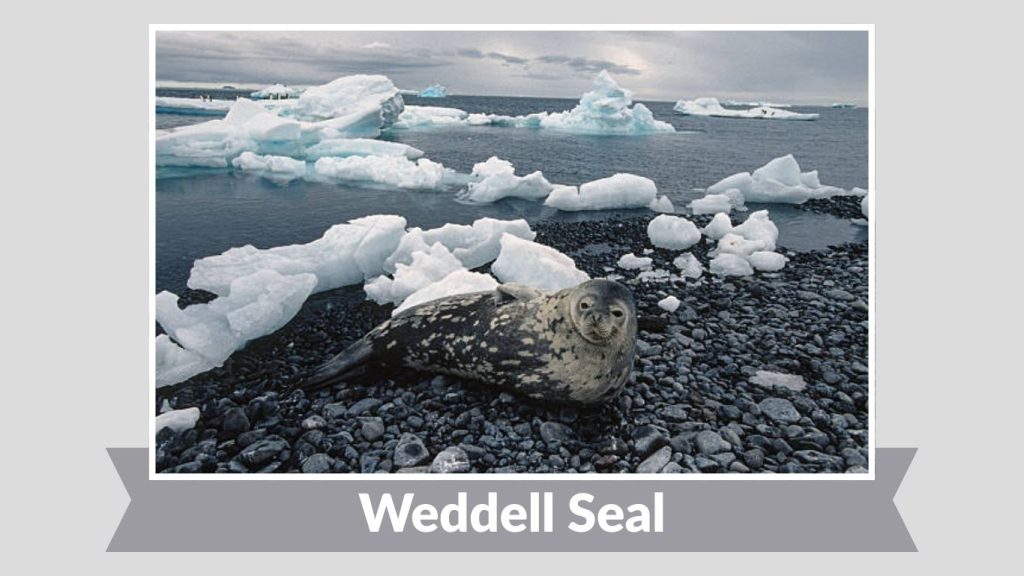 Weddell Seal