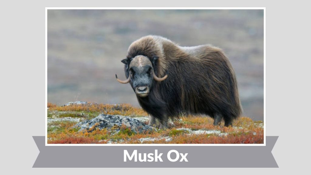 Musk Ox