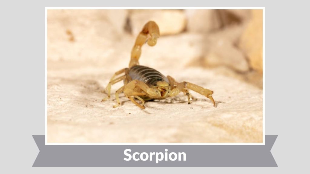  Scorpion
