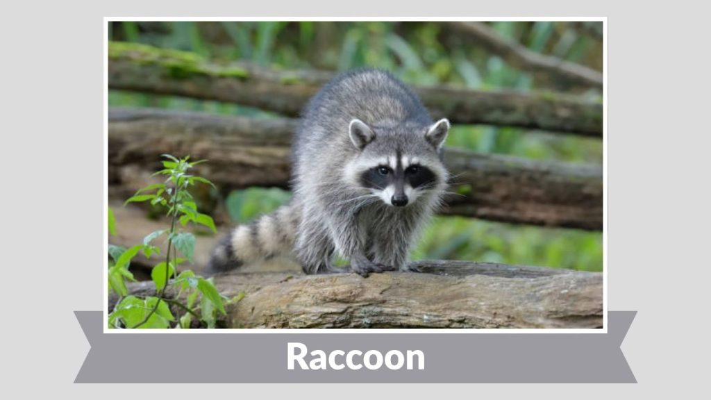 Raccoon