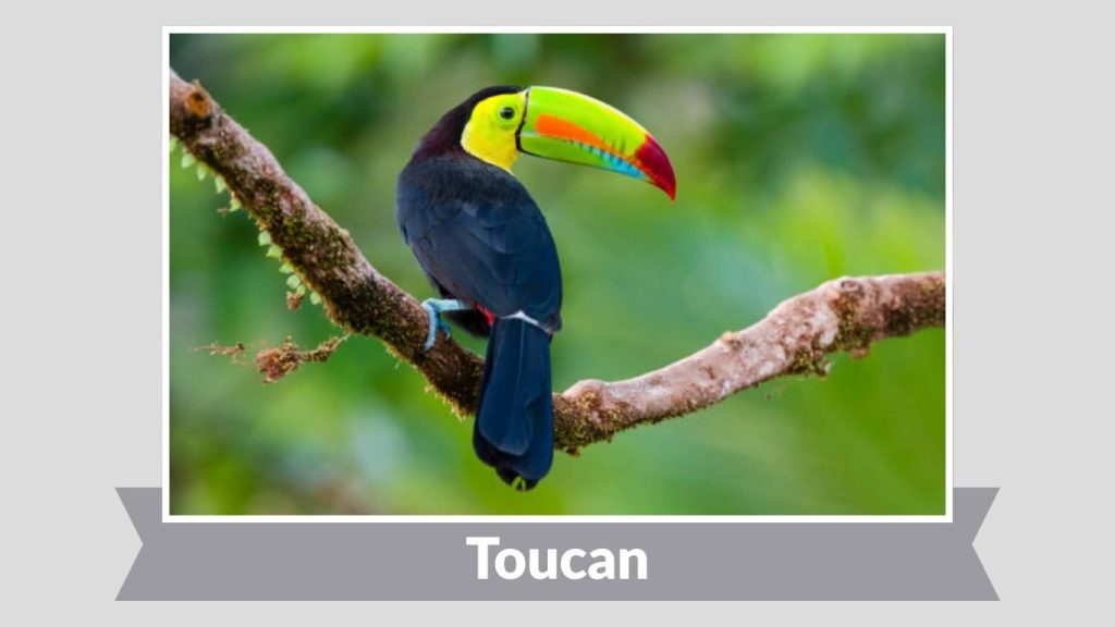 Toucan