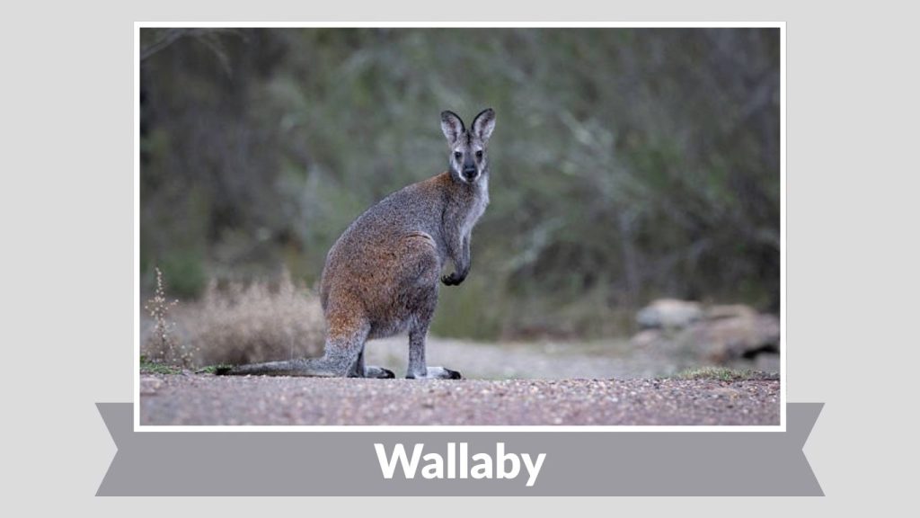 Wallaby