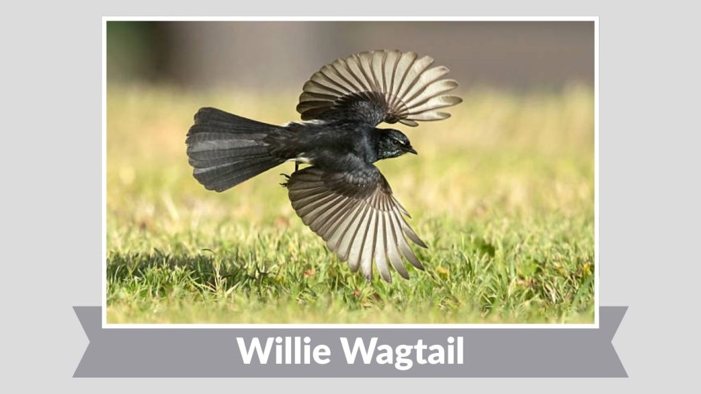 Willie Wagtail