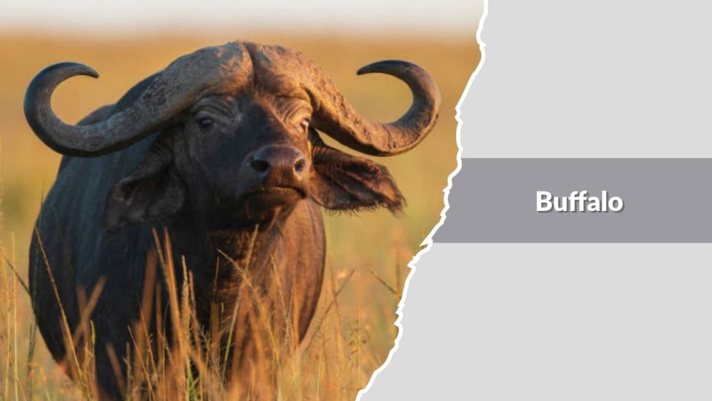 Buffalo