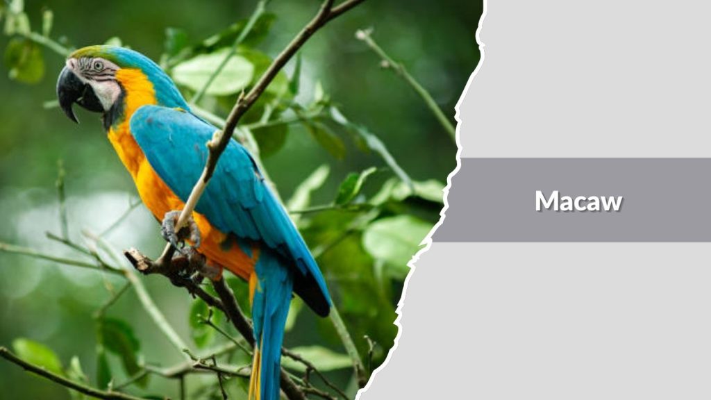 Macaw