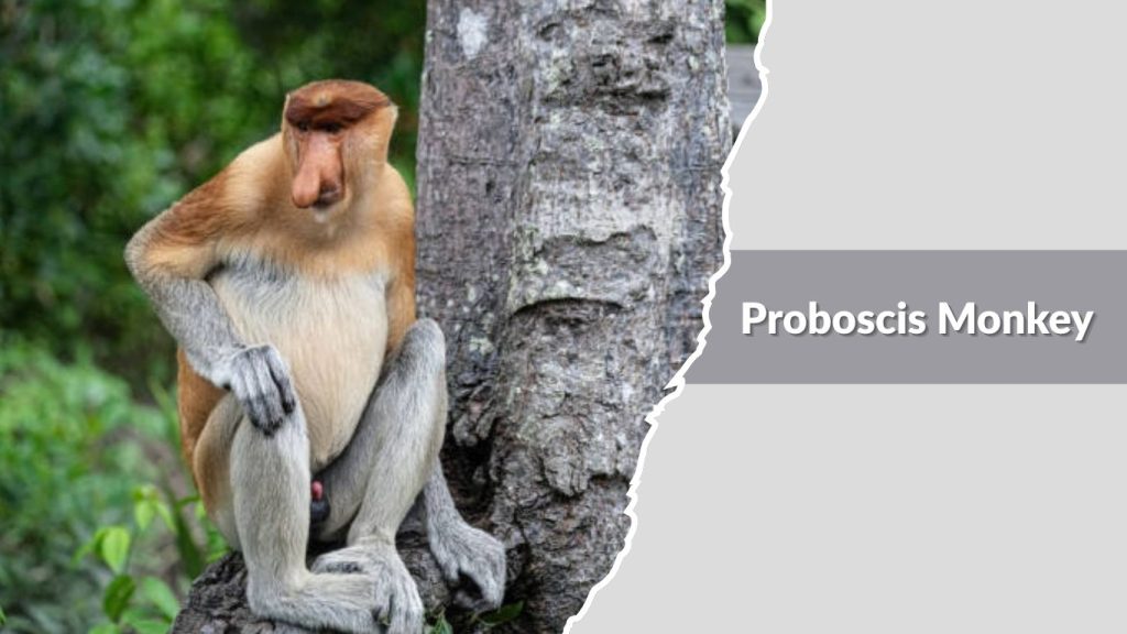 Proboscis Monkey