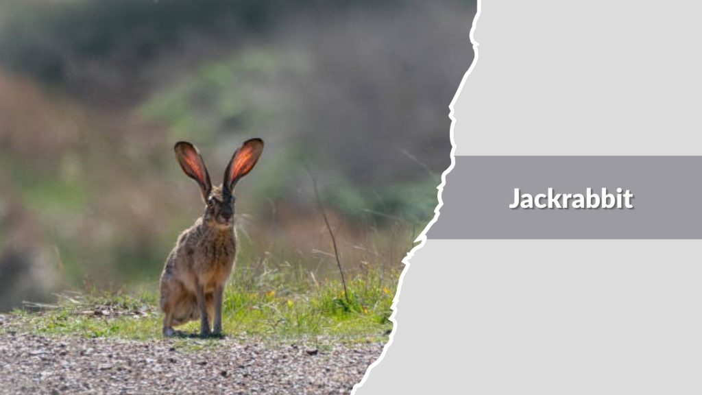 Jackrabbit