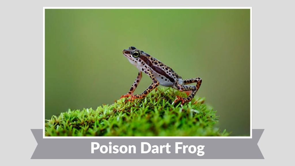 Poison Dart Frog
