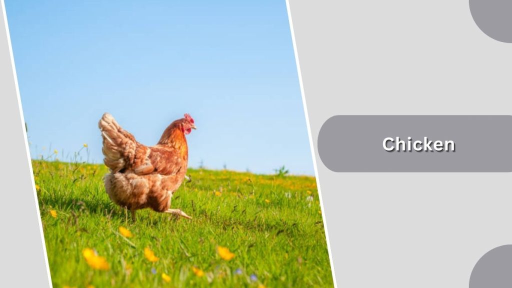 Chicken