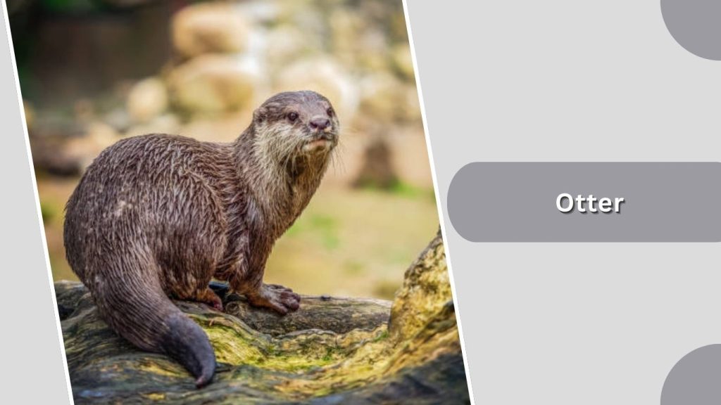 Otter