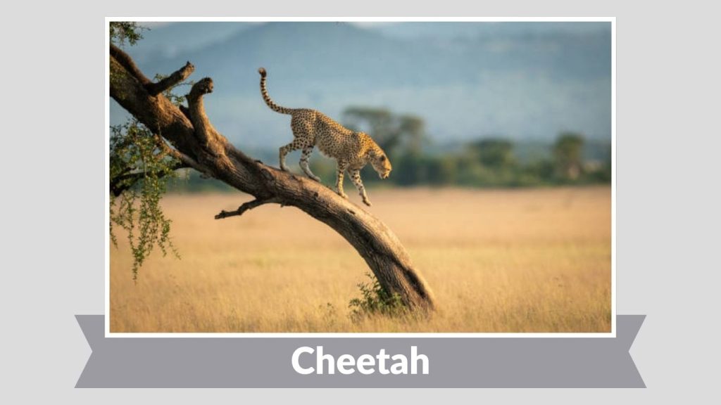 Cheetah