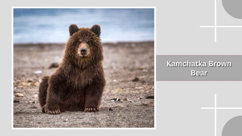 Kamchatka Brown Bear
