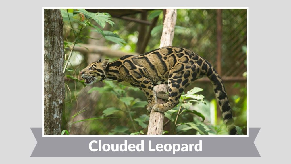 Clouded Leopard