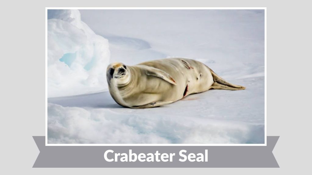 Crabeater Seal