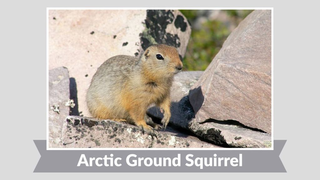 Arctic Ground Squirrel