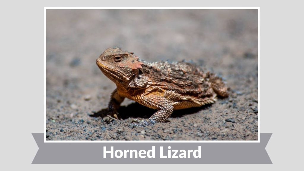 Horned Lizard