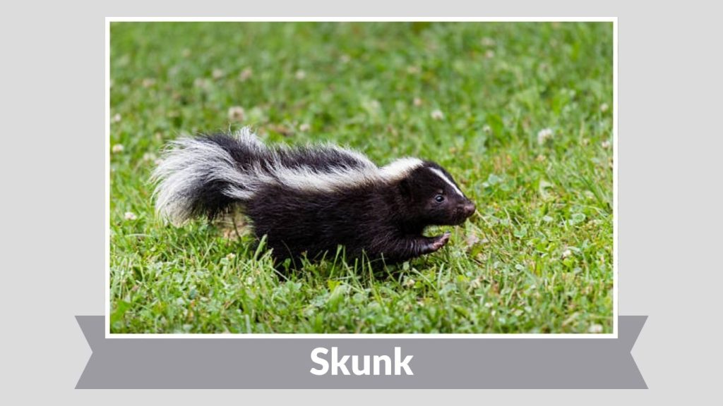 Skunk