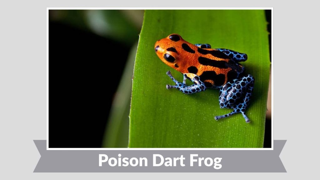 Poison Dart Frog