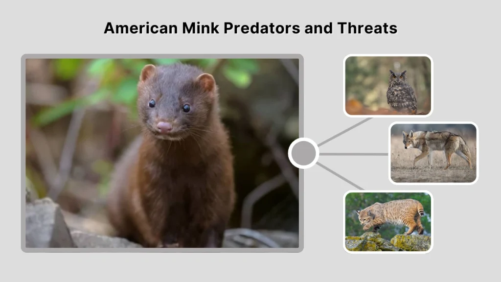 American Mink Predators and Threats