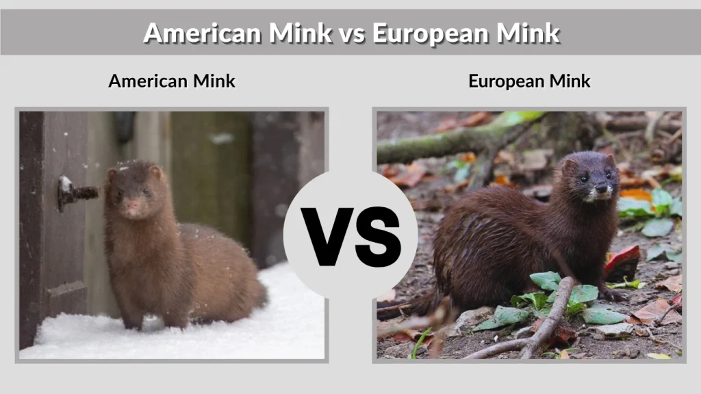 American Mink vs European Mink