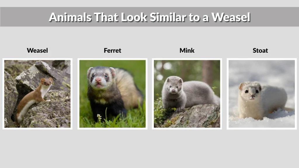 Animals That Look Similar to a Weasel