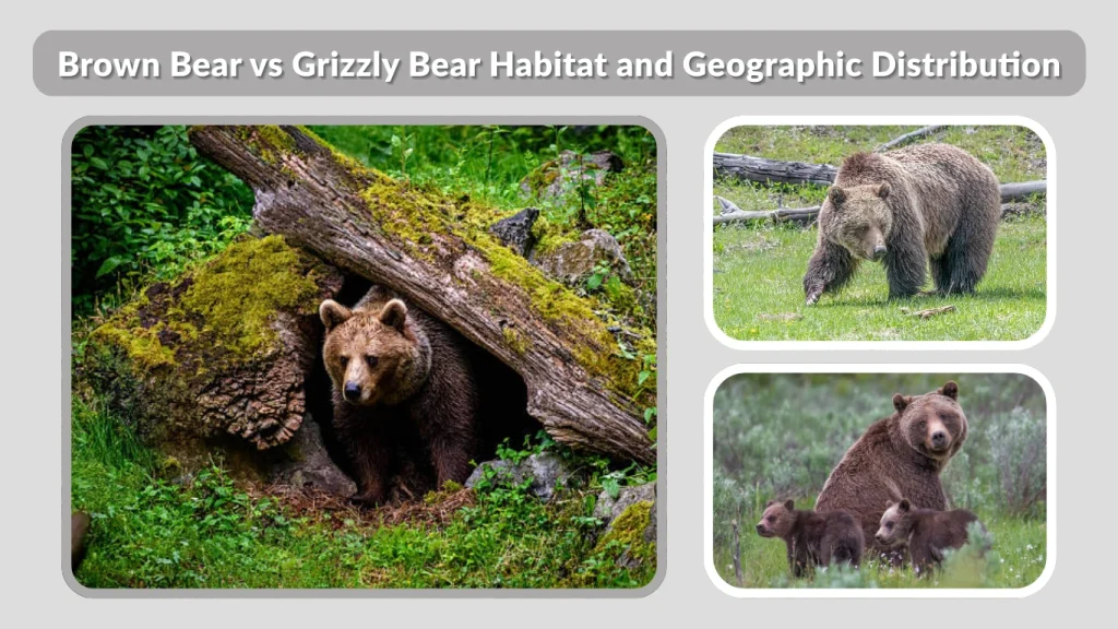Brown Bear vs Grizzly Bear Habitat and Geographic Distribution