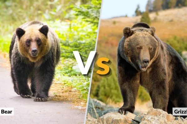 Brown Bear vs Grizzly Bear Key Differences