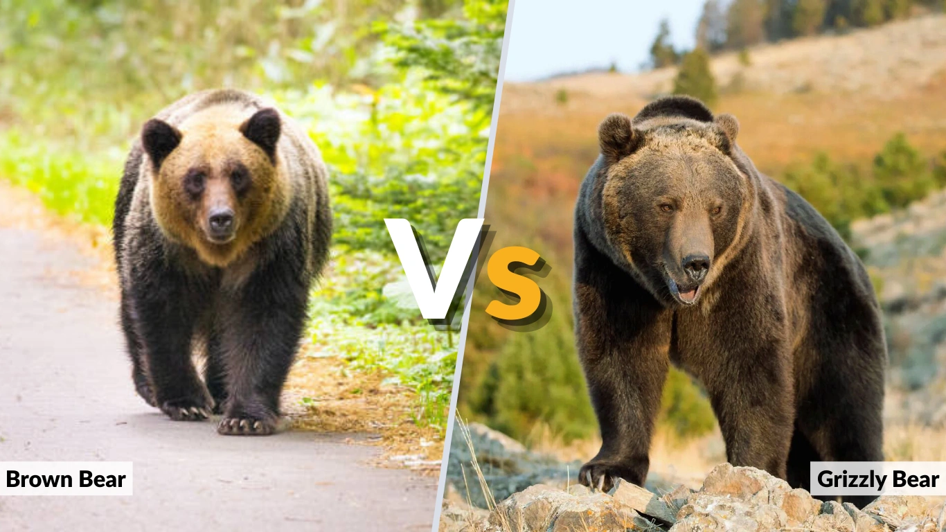 Brown Bear vs Grizzly Bear Key Differences