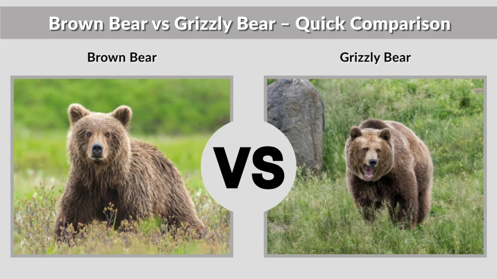 Brown Bear vs Grizzly Bear – Quick Comparison