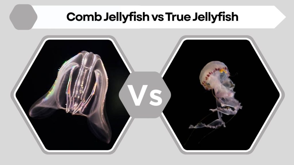 Comb Jellyfish vs True Jellyfish