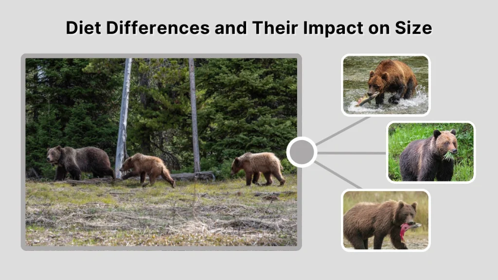 Diet Differences and Their Impact on Size