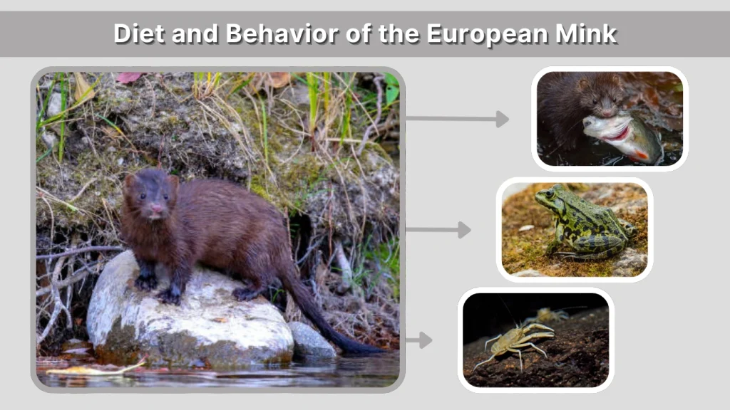 Diet and Behavior of the European Mink