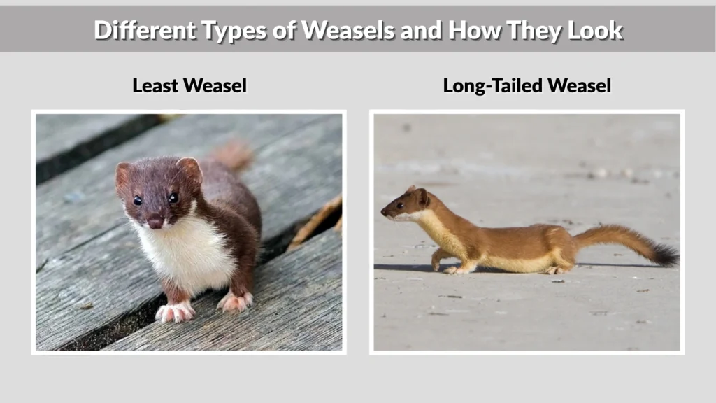 Different Types of Weasels and How They Look