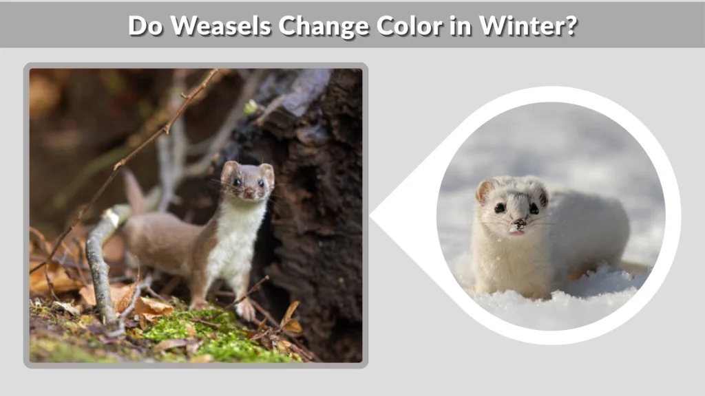 Do Weasels Change Color in Winter