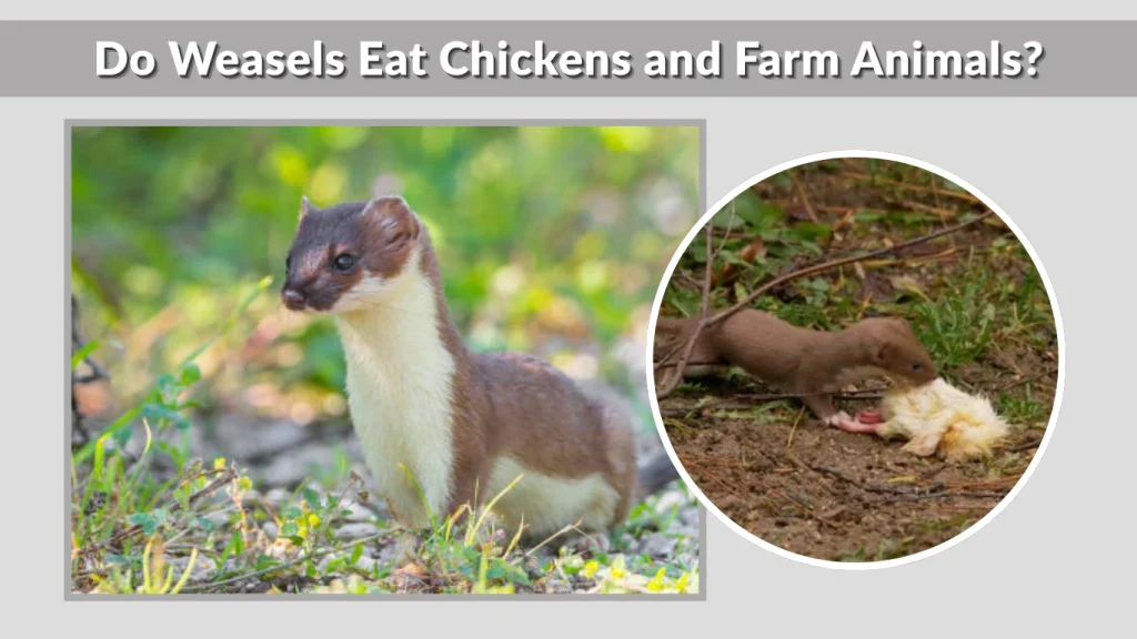 Do Weasels Eat Chickens and Farm Animals