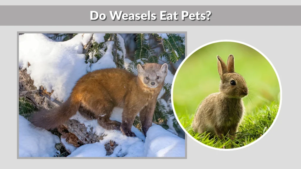 Do Weasels Eat Pets