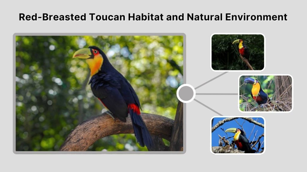 Red-Breasted Toucan Habitat and Natural Environment