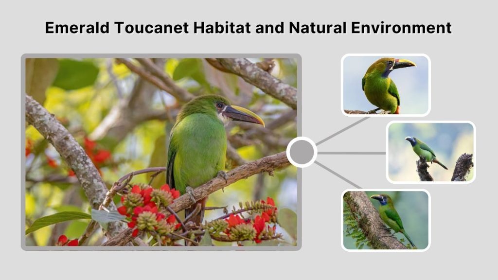 Emerald Toucanet Habitat and Natural Environment