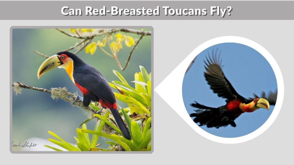 Can Red-Breasted Toucans Fly?