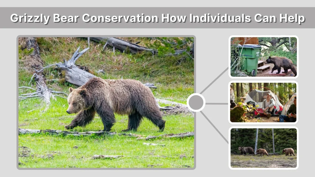 Grizzly Bear Conservation How Individuals Can Help