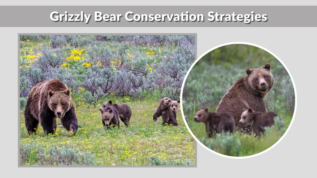 Grizzly Bear Conservation Strategies