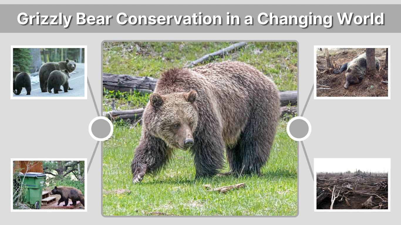 Grizzly Bear Conservation in a Changing World