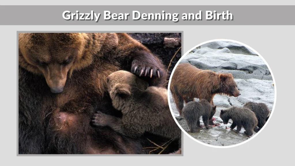 Grizzly Bear Denning and Birth