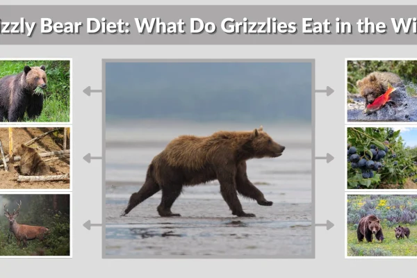 Grizzly Bear Diet What Do Grizzlies Eat in the Wild