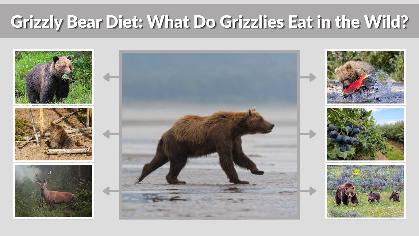Grizzly Bear Diet What Do Grizzlies Eat in the Wild