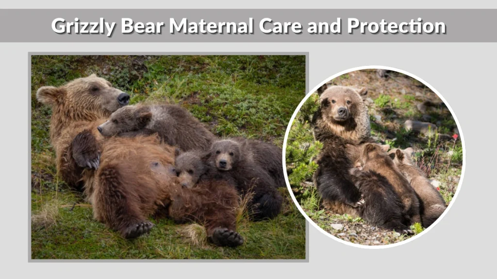 Grizzly Bear Maternal Care and Protection