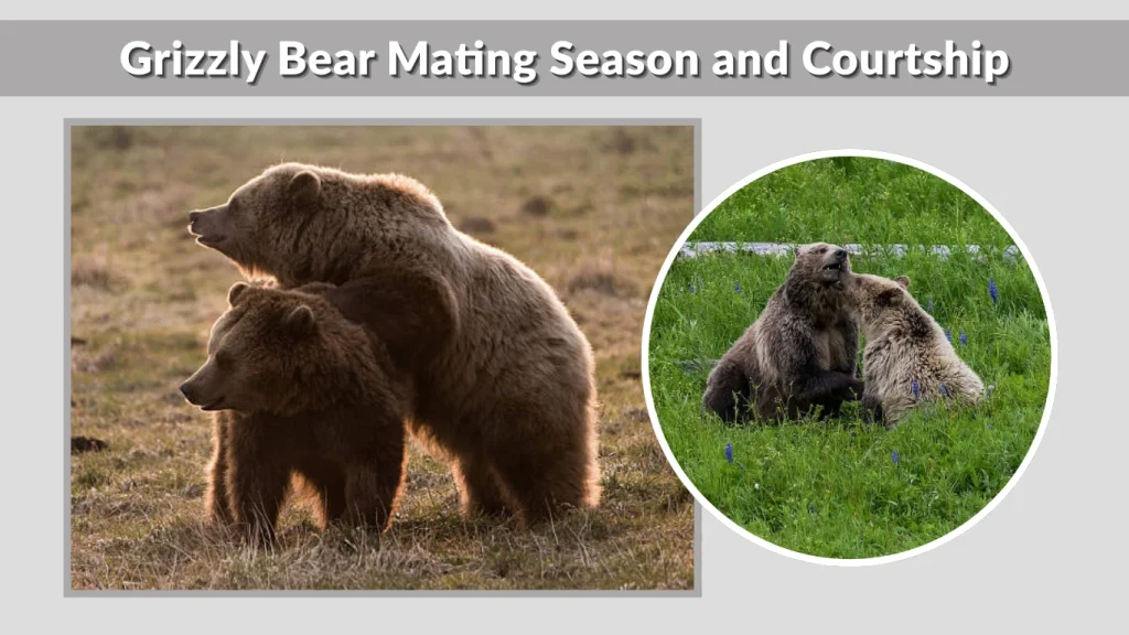 Grizzly Bear Mating Season and Courtship