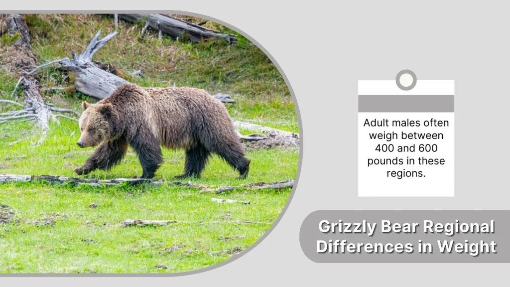 Grizzly Bear Regional Differences in Weight