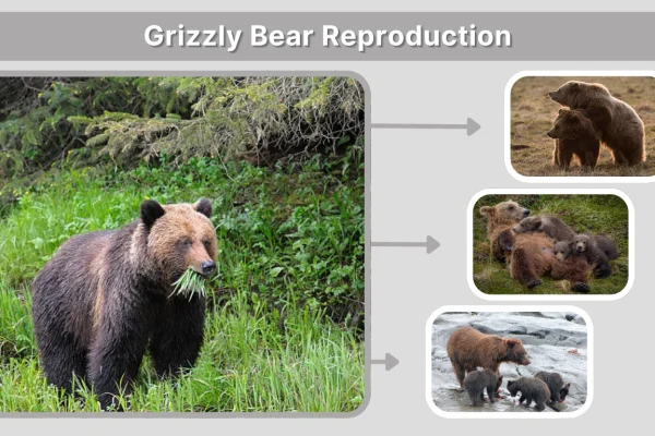 Grizzly Bear Reproduction Mating to Motherhood Cycle and Cubs